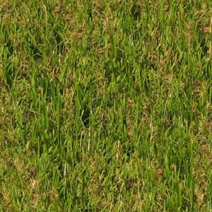 Lawn / grass