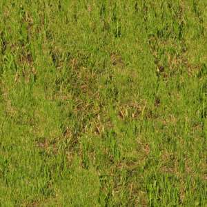 Wiese - grünes Gras
