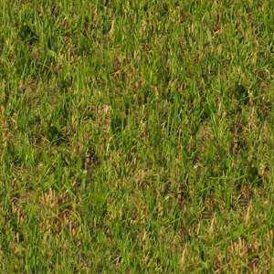 Lawn - grass